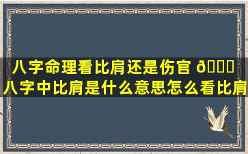 八字命理看比肩还是伤官 🐋 （八字中比肩是什么意思怎么看比肩）